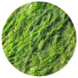 rasa algae